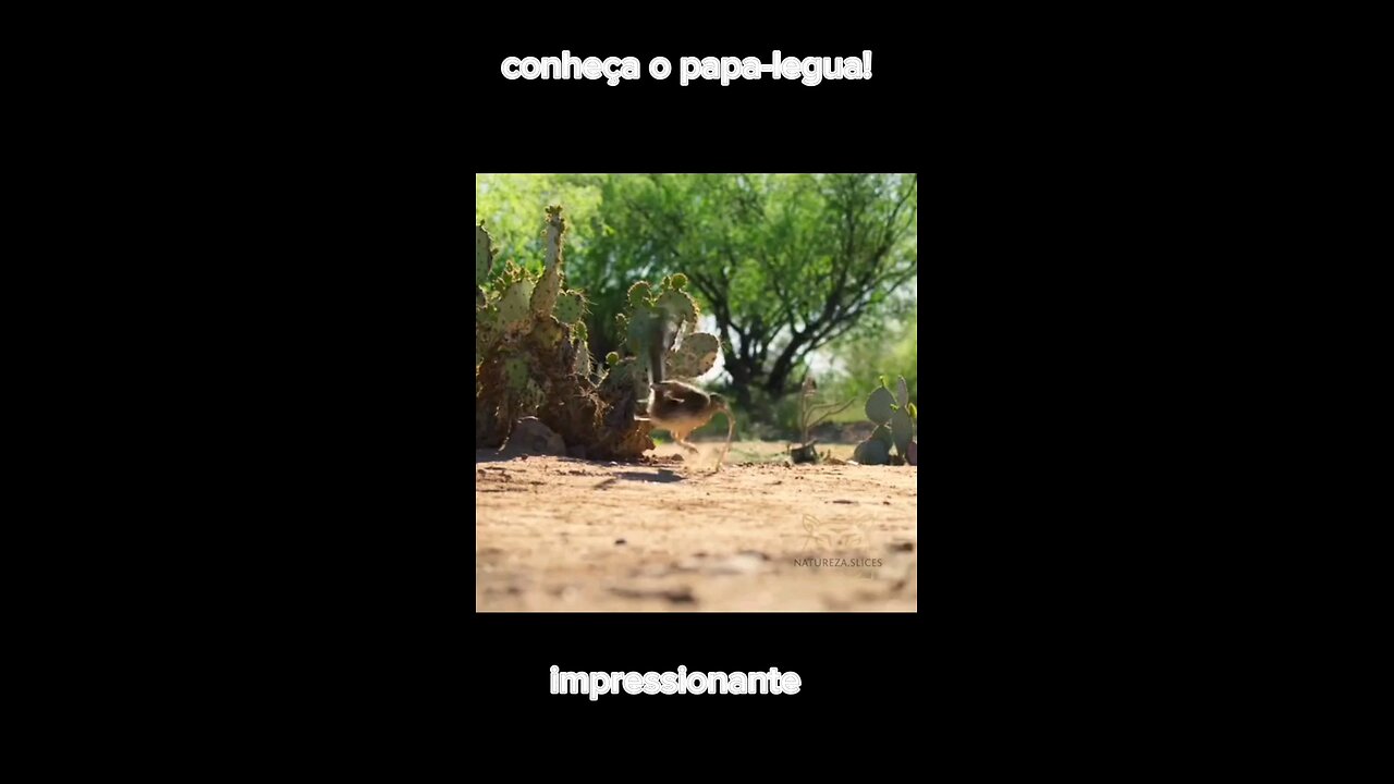 conheça o papa-legua!