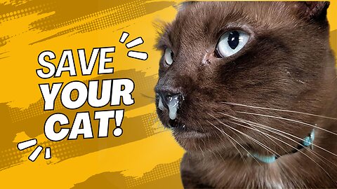 STOP Your Cat's Breathing Struggles in Just 1 Minute!