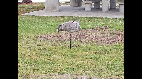 Padre Soler - la sonata en re menor