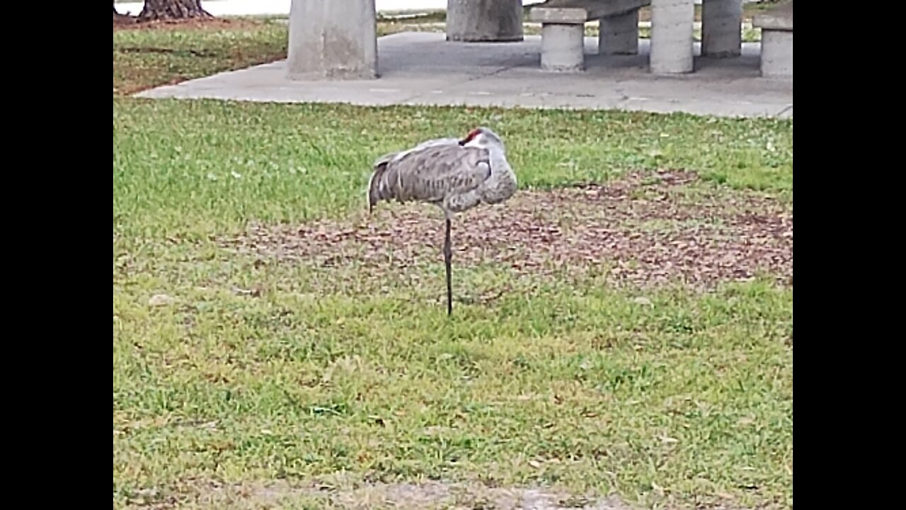 Padre Soler - la sonata en re menor
