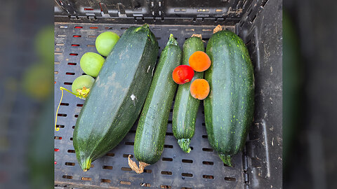 Zucchini, Apricots, Plums! I be farming...