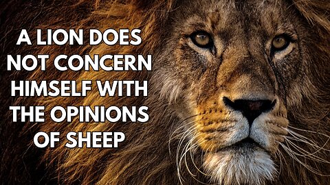 A Lion Does Not Concern Himself With The Opinions of Sheep