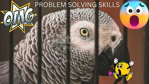 Why Birds Have High IQ?