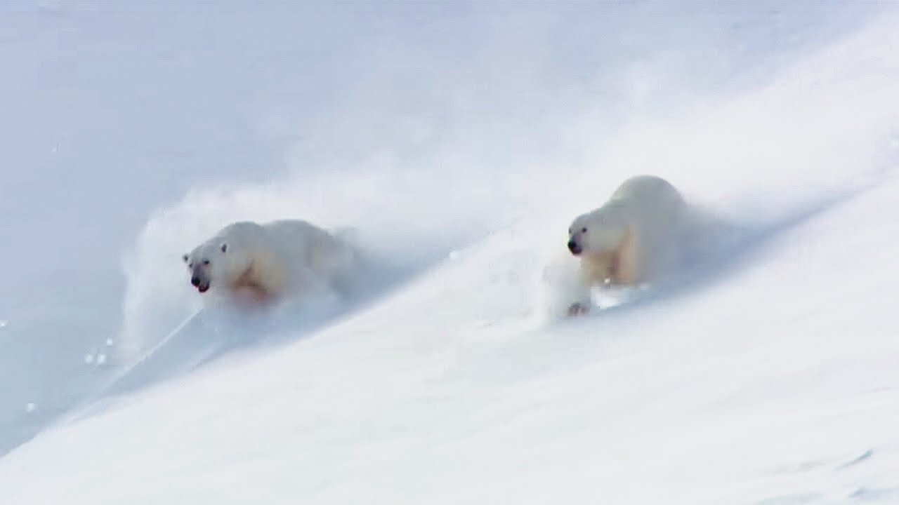 Adult Polar Bears