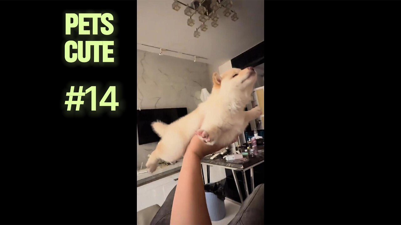 New Home, New Joy: Pets Discovering Their Forever Family.