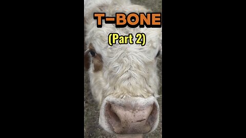 This Bull Thinks Dinner Time Is Fight Club 🐂😂