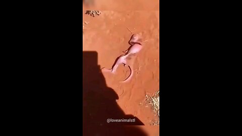 Woman Save A kangaroo Baby 😍