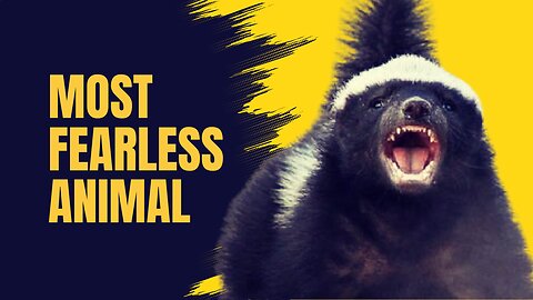 Honey Badger: The Most Fearless Animal on Earth