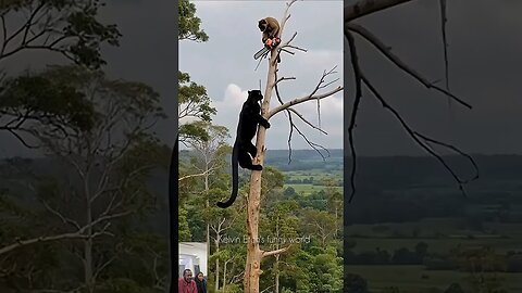 SELFDEFENCE Monkey vs wild cat