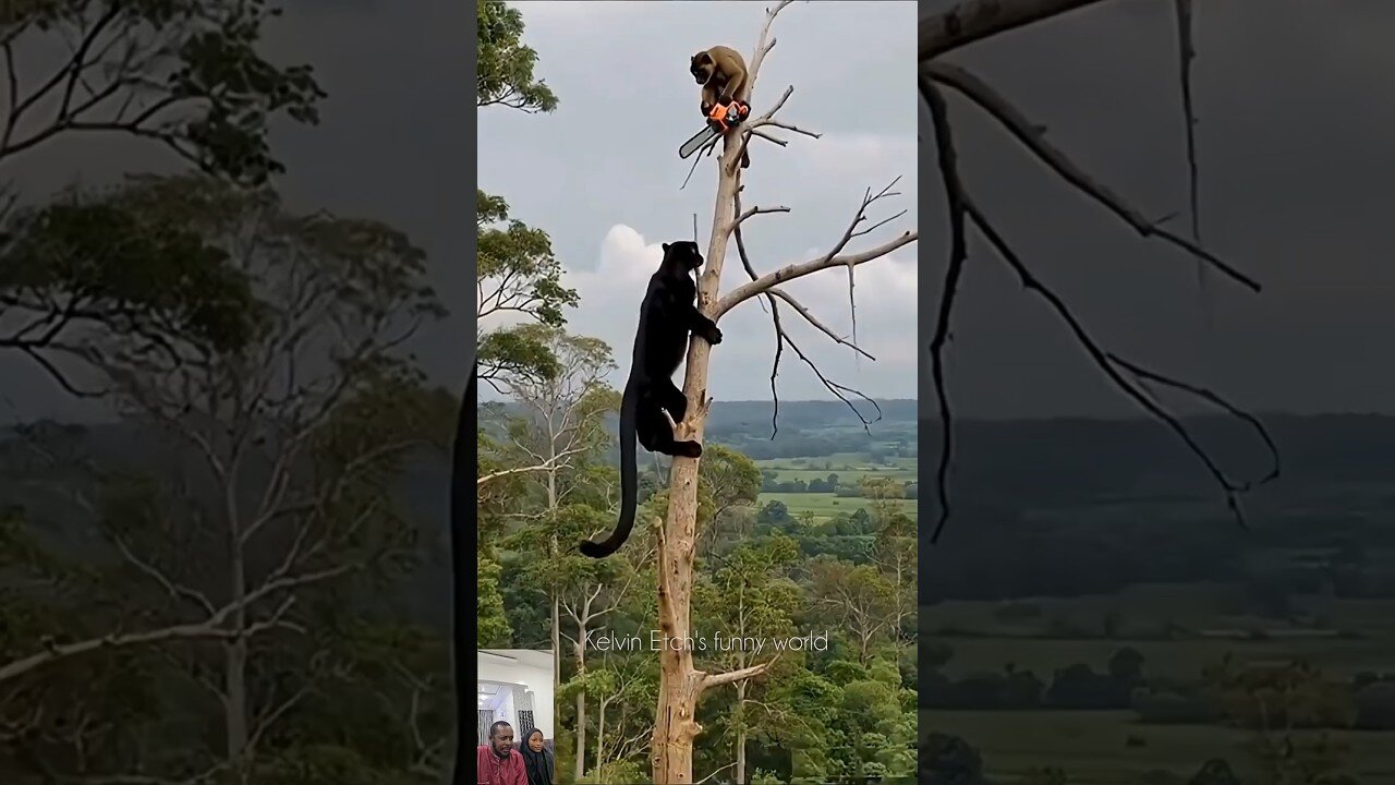 SELFDEFENCE Monkey vs wild cat