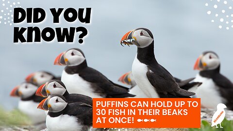 Did you know that puffins can hold up to 30 fish in their beaks at once?! 🐟🐟🐟