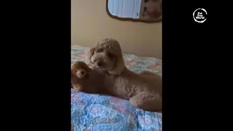 Best Funny Animals of Cats and Dogs New Videos p.10