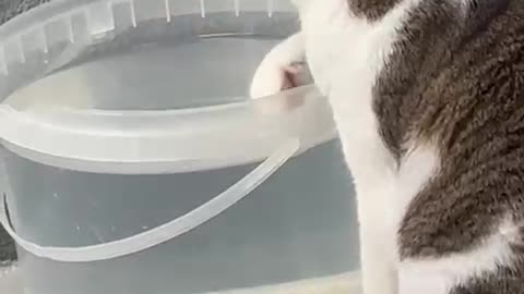 What a cute kitten washing its paw!!!