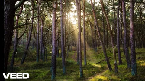 The Wisperig Forest