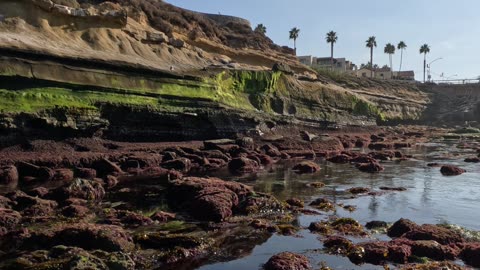 LOW TIDE by CHILDREN'S POOL Sunshine Time in La Jolla San Diego #beach #waves #sunshine