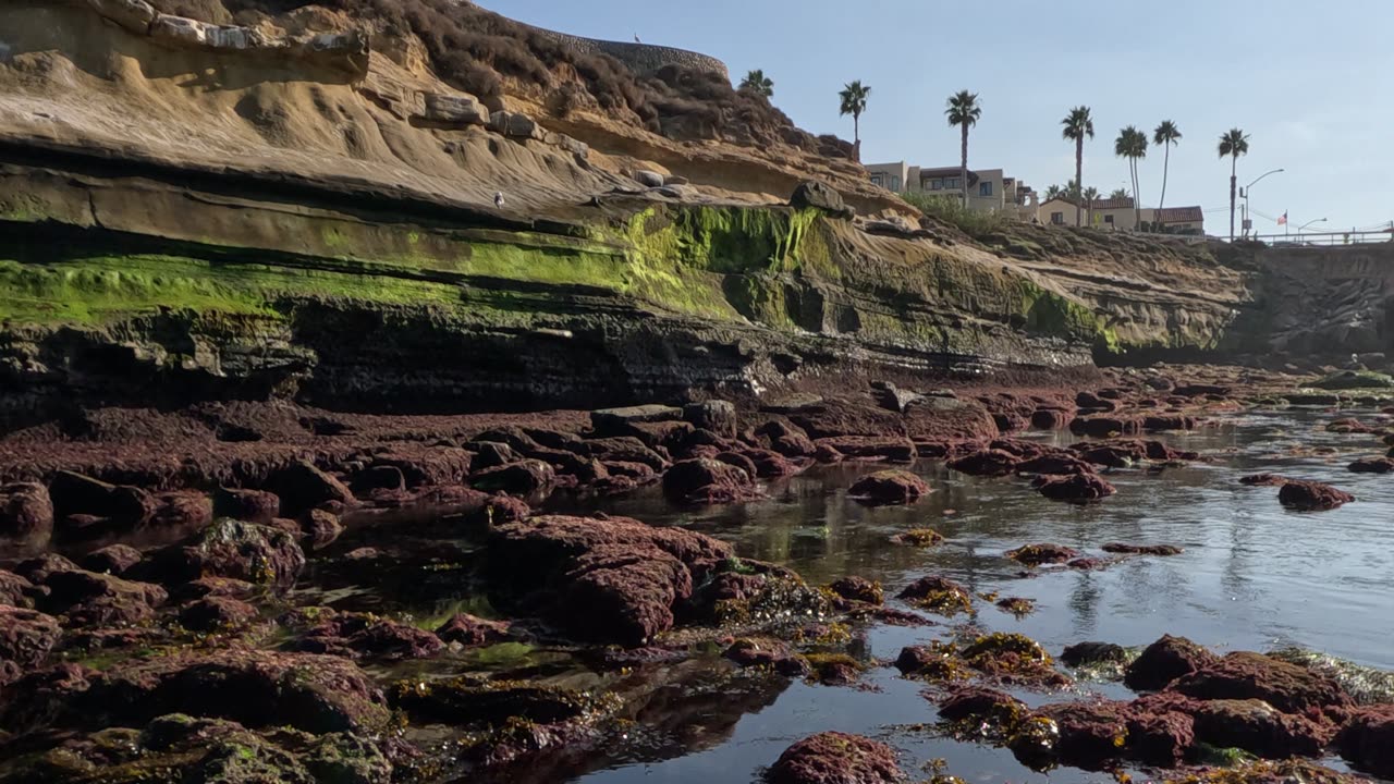 LOW TIDE by CHILDREN'S POOL Sunshine Time in La Jolla San Diego #beach #waves #sunshine