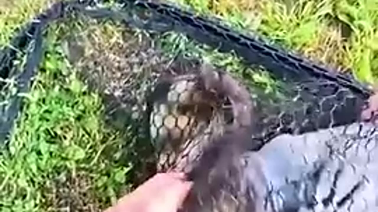 He’s trying to help pull the jar off with his little paws