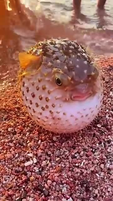 Funny animals clip...