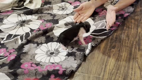 This little piggy is getting stronger and healthier each day.