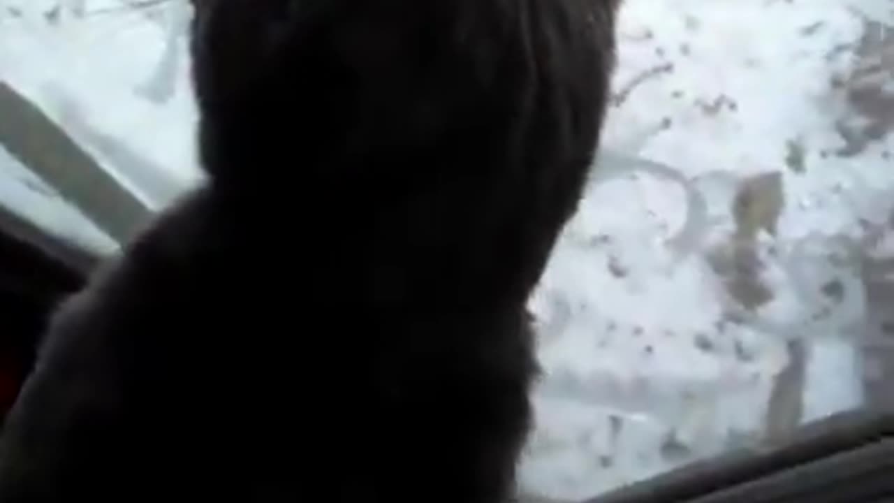 Kitten windigos 2nd snow day