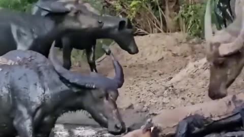 "Komodo Dragon Tries to Hunt Buffalo Calf, But Mother Defends"