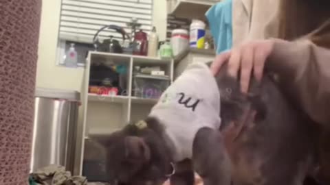 Joke, funnydogs,funnycats, funny, fun, kids, funnykids