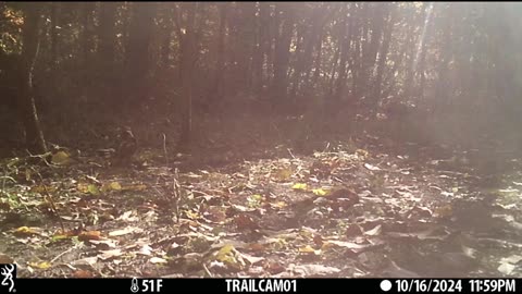 Michigan Trail Camera Wildlife Ruffed Grouse and Young Bucks