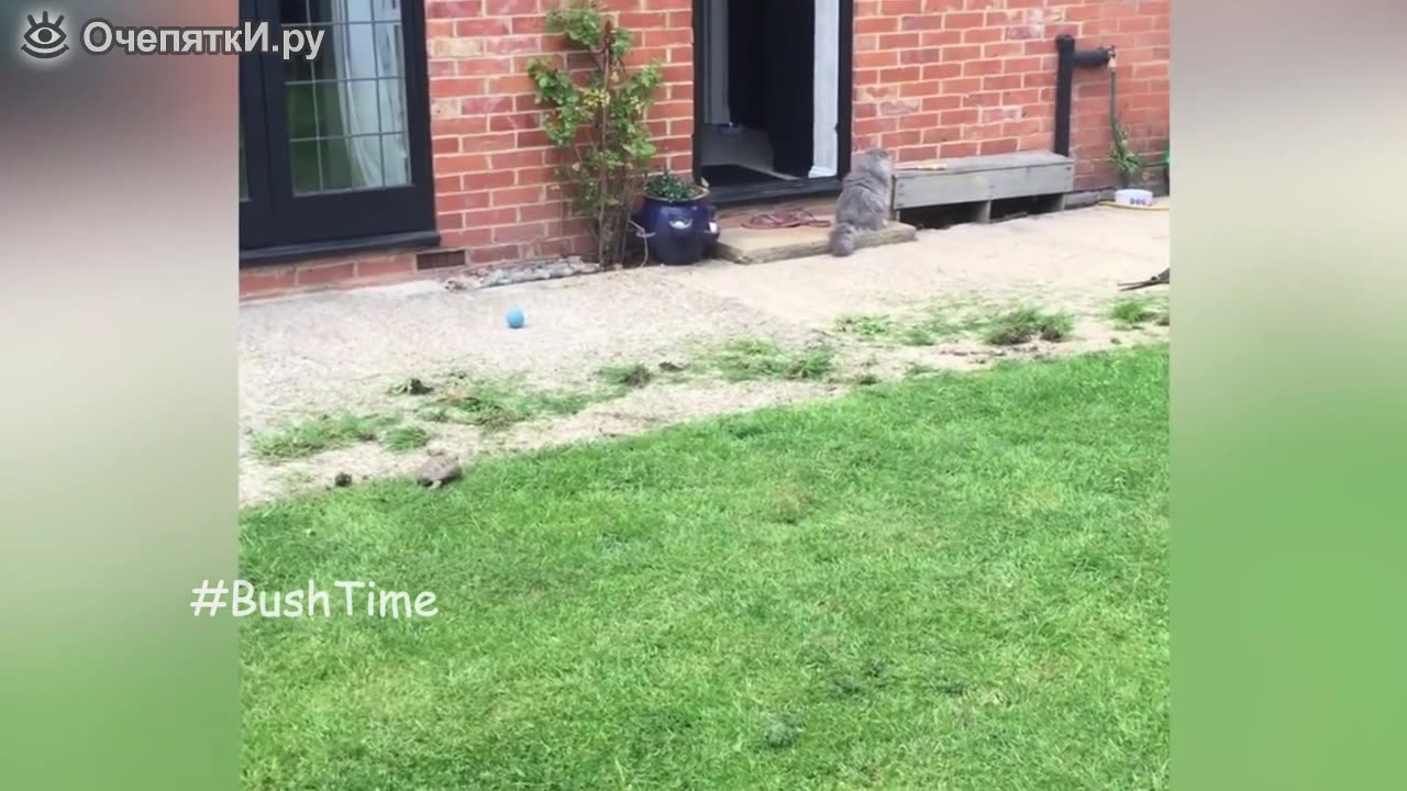 Funny cats compilation № 2
