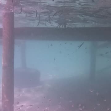 Snorkeling Through Serenity