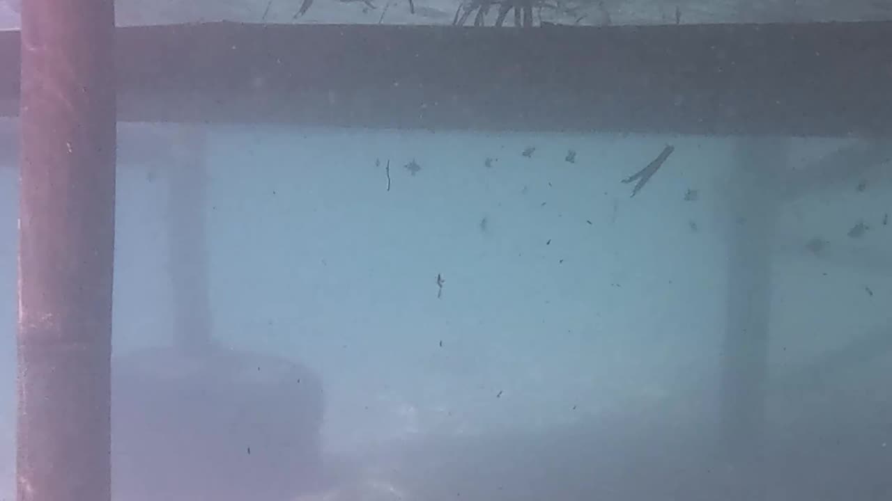 Snorkeling Through Serenity