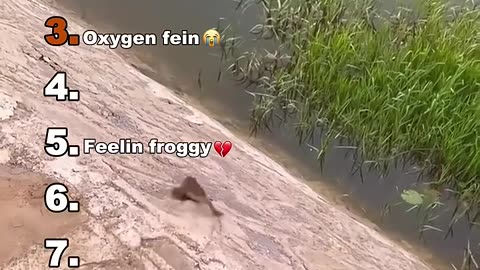 Funniest #funny videos #ranking