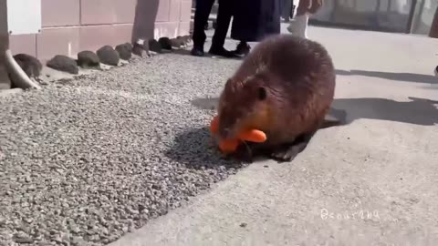 Can I have two, please ..🦫🥕🥕😍