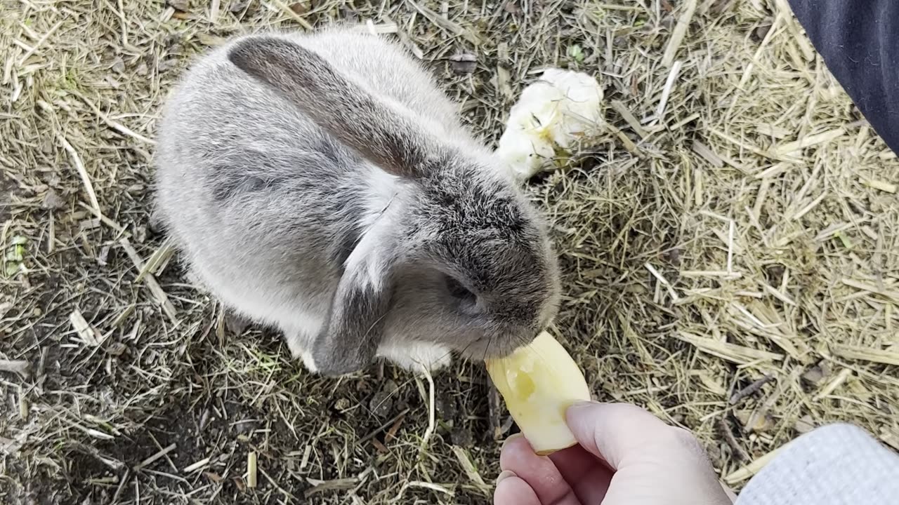 Admire this spotted bunny grooming