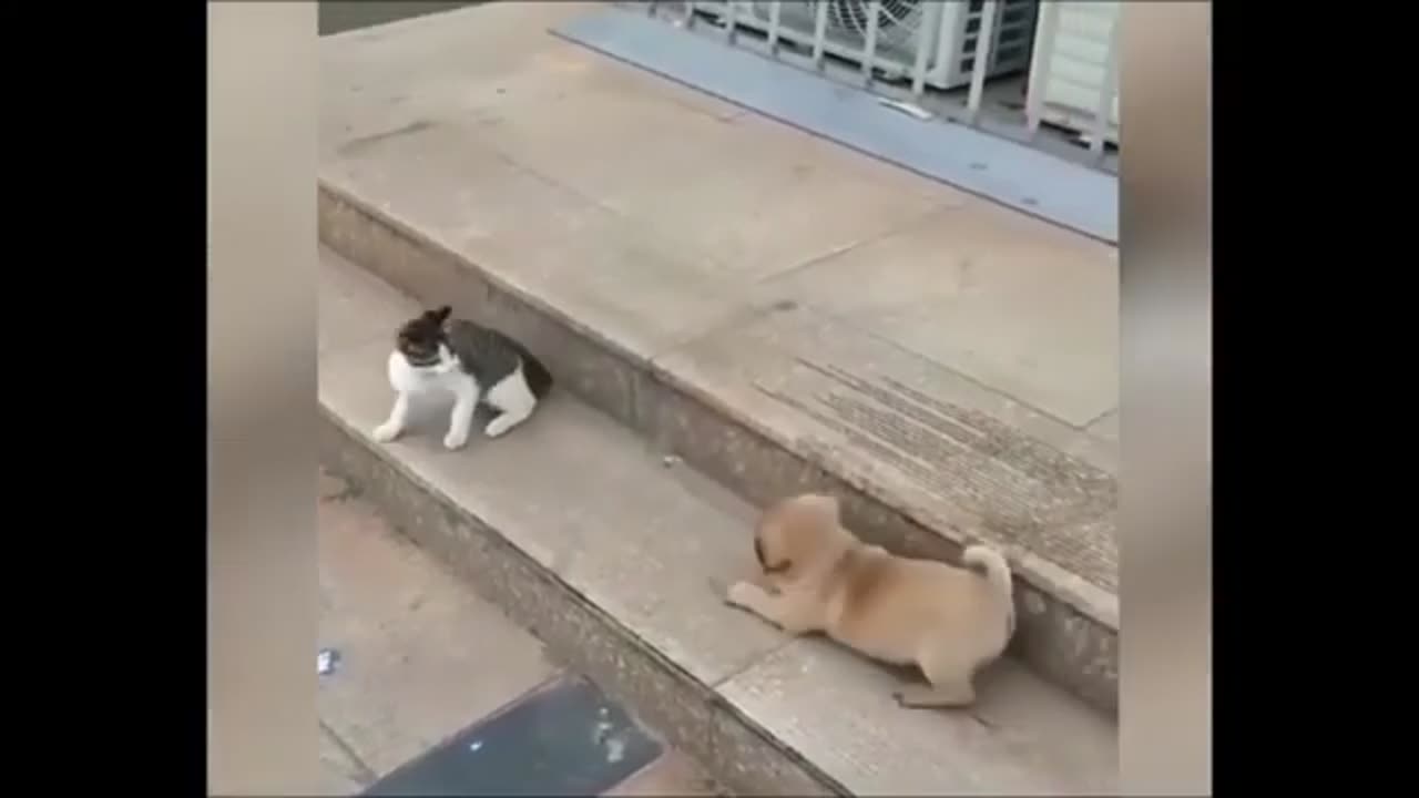 Dog Cat Fighting Funny