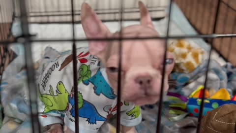 Tiny Puppy Protests Bedtime