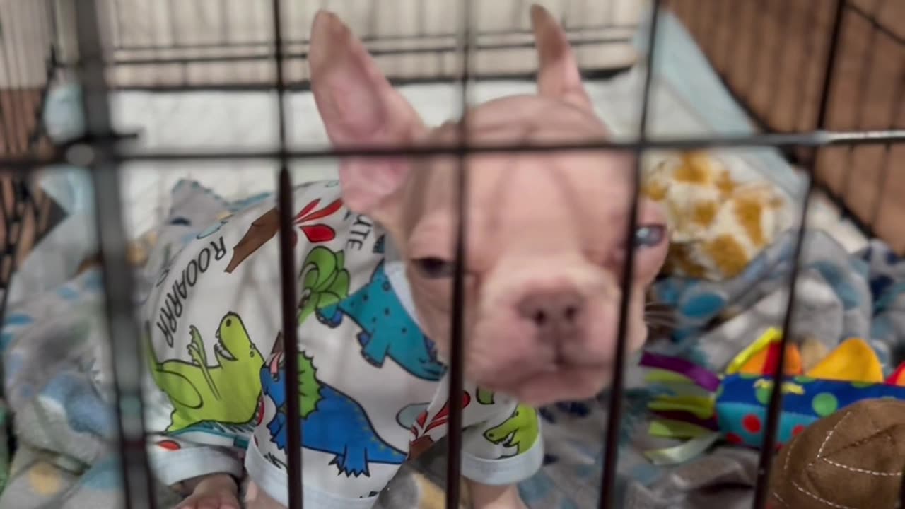 Tiny Puppy Protests Bedtime