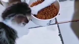 Woe Day 52. I am in the ark. Waiting for GOD to open the Door for a spring/summer Pentecost rapture