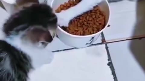 Woe Day 52. I am in the ark. Waiting for GOD to open the Door for a spring/summer Pentecost rapture