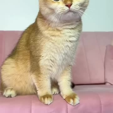 Nika loves to eat chicken #cat #cats