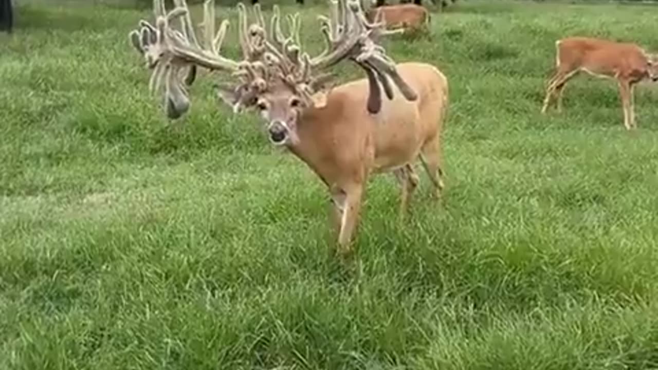 🦌😮 This Deer Has THREE Sets Of Antlers! | FeedMyCuriosity