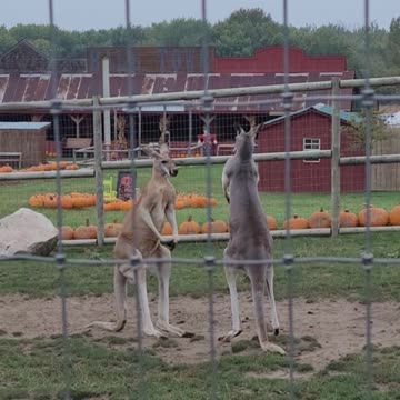 Welcome to Australia 🇦🇺 Kangaroos kangarooing 😂😂