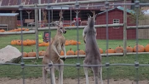Welcome to Australia 🇦🇺 Kangaroos kangarooing 😂😂 