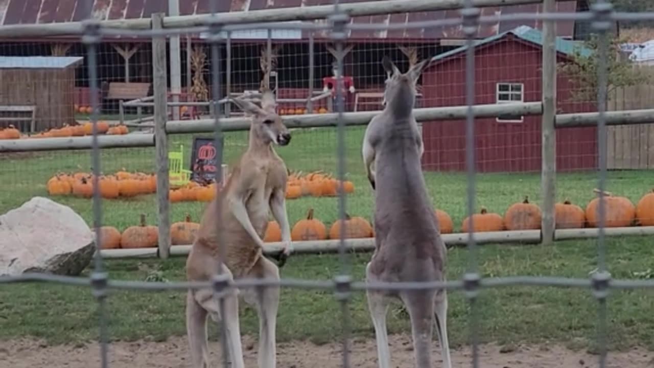 Welcome to Australia 🇦🇺 Kangaroos kangarooing 😂😂