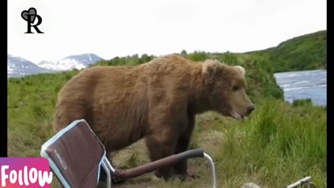 Bear Sits Next To Guy