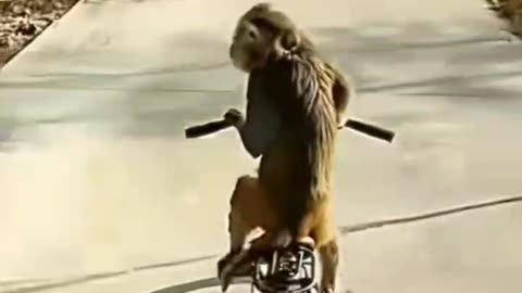 Funny monkey
