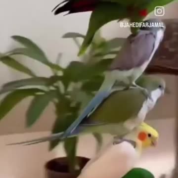 Wonderful funny animals