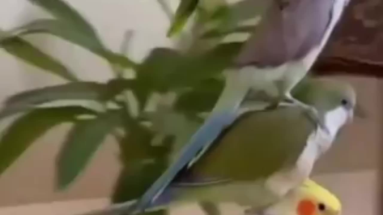 Wonderful funny animals