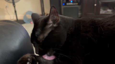 Cute Precious Piper is a Self Cleaning Lap Cat - Adopting a Cat from a Shelter Vlog