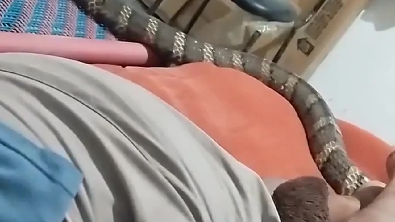🤯✨ You Won't Believe How This King Cobra Surprised a House! | FeedMyCuriosity