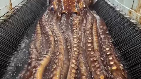 Giant Squid Rescue❤️🦑 A giant squid being cleaned and released back into the ocean🌊